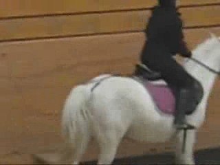 section equitation 2008