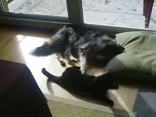 Dixie et pépita.... Mais rend moi mon coussin!