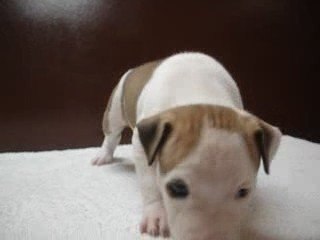 Vidéo de notre chiot femelle n°1 actuellement disponible