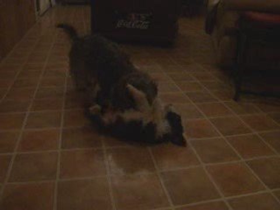 Babou, teckel nain à poil durs et chiots Bearded Collie