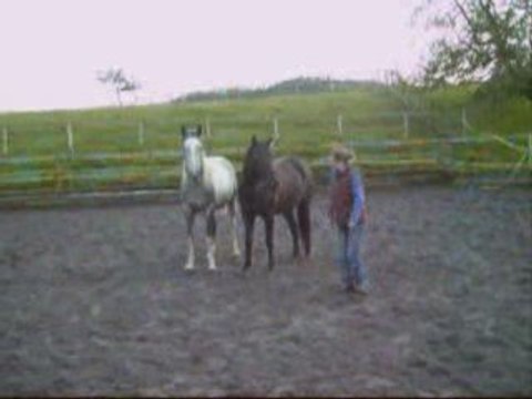 zora et safran en liberté