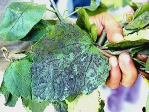 Еще у тысячи китайских детей выявлено отравление свинцом