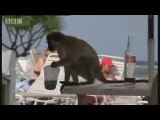 Alcoholic Vervet Monkeys! - Weird Nature - BBC animals