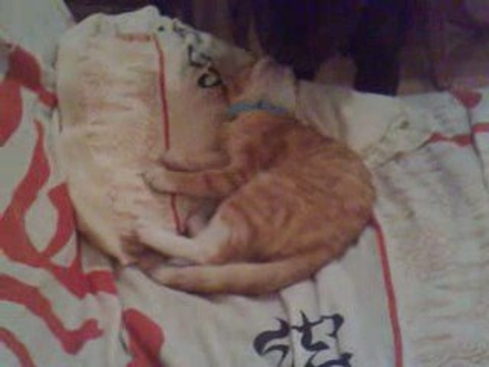 Chien méchant, même très méchant... pauvre petit chat