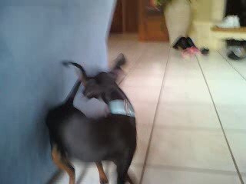 Elfy