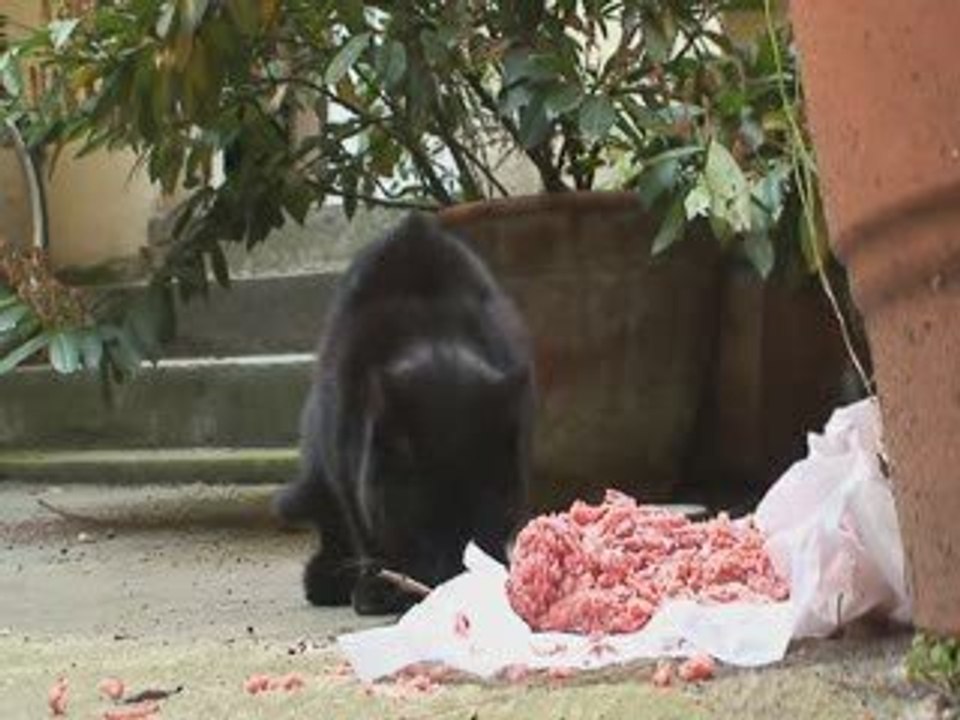 LE DERNIER CONTINENT