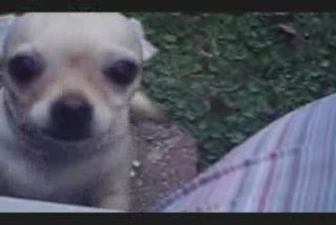 wally on the run- dogs