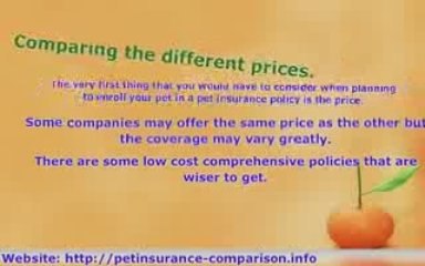 3 Tips to  Pet Insurance Comparison Shopping