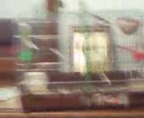 serein du Mozambique apprivoisé