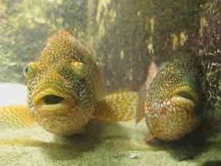 Deux vieilles en réunion