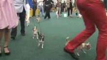 WORLD SHOW 2009