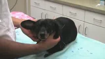 Dogs Get Acupuncture Treatment in West Hartford