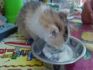 Miss Story - Les premières croquettes