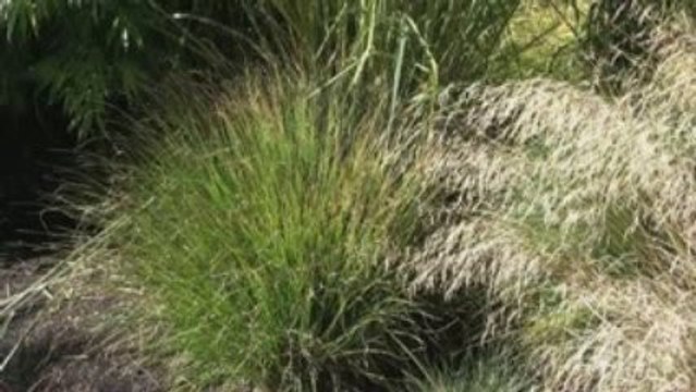 Ornamental Grasses Virtual Tour - Tall Grasses