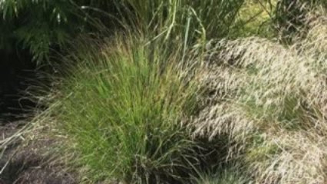 Ornamental Grasses Virtual Tour - Tall Grasses