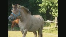 moi et mon cheval