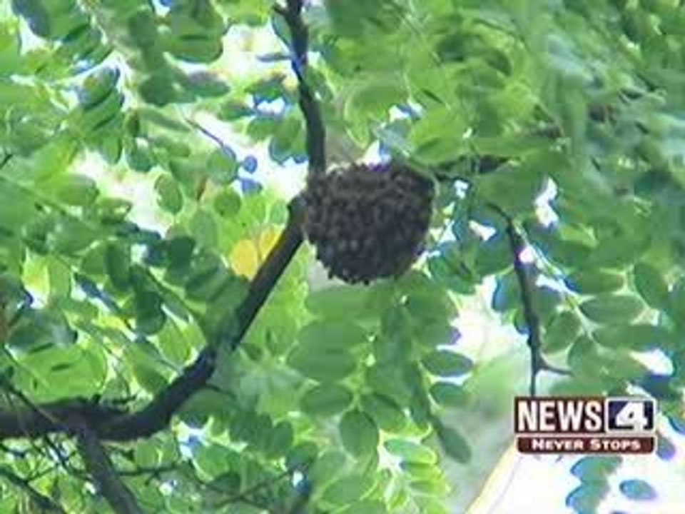 Go Green: Beekeeping - KMOV - News 4 St. Louis
