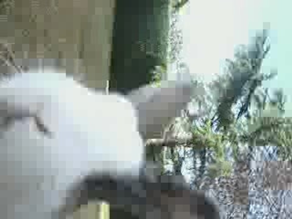 Vidéo marrante de Cock '