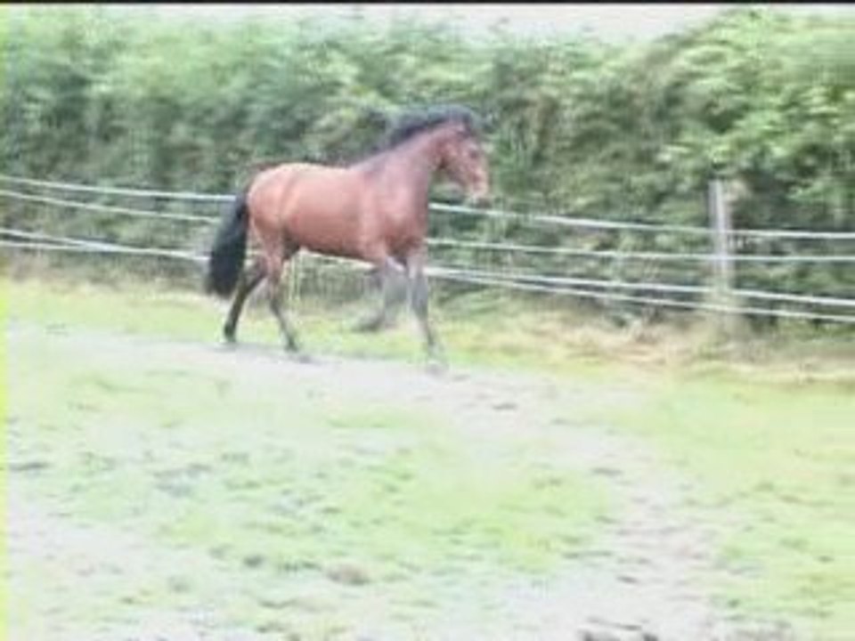 Rialto des Trillers - juillet 2008 2