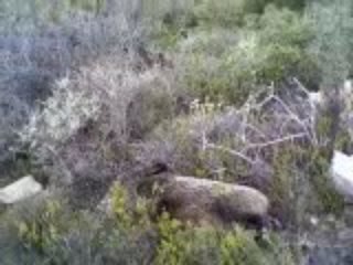 efehunter35- 18-10-2009 domuz avımız