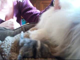 100_5519lapine bélier teddy et ses bébés de 18 jours