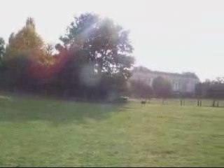 Truffe fait le chien de troupeau