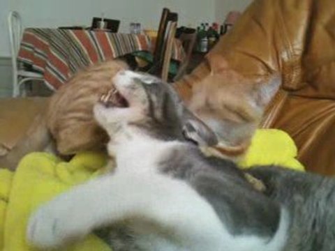 Marcel et Galipette-Chopin s'aiment très fort