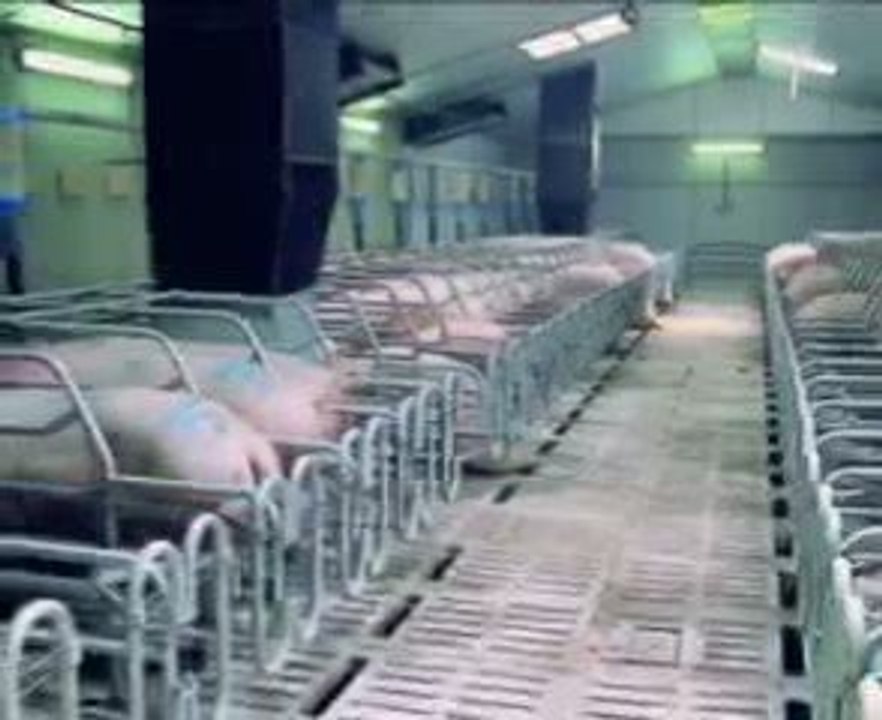 Reportage chez un éleveur de porcs