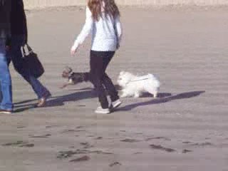 Cachou, bichon maltais,  à la plage  de la Baule