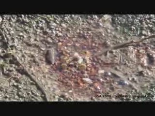 Geysers de Yellowstone