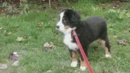 Eika RAS : 20091018 sortie besoins classique