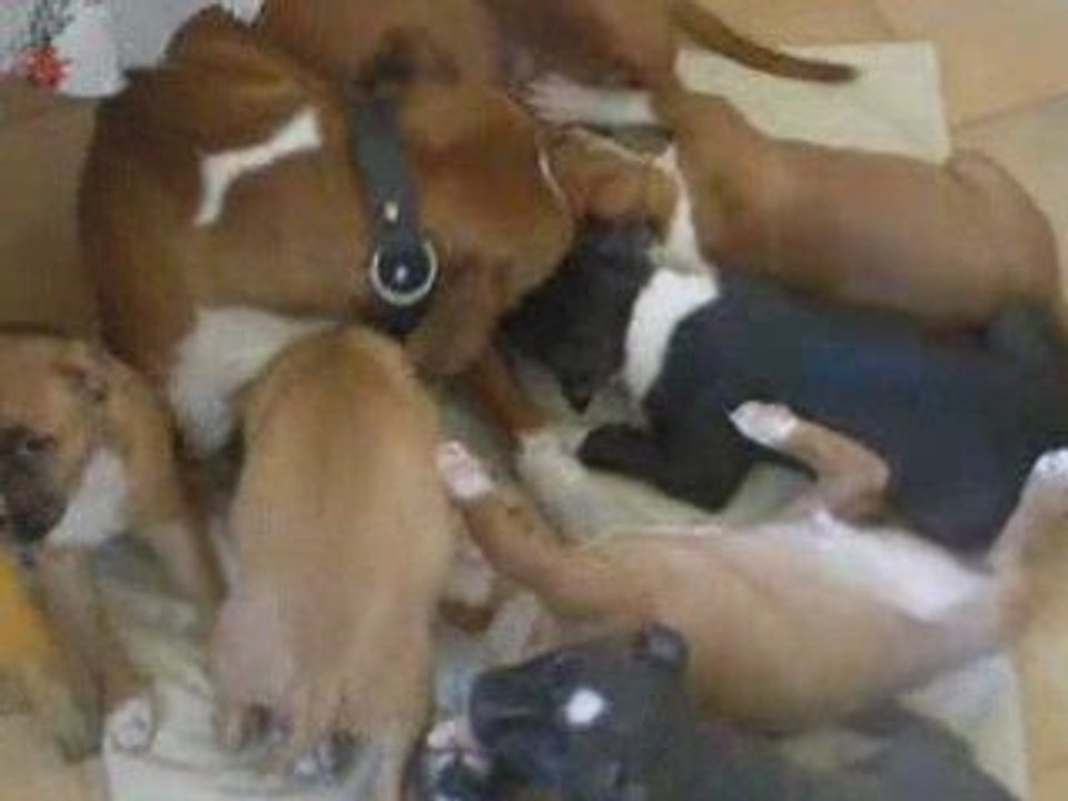 les bebes de capone et shyna a 7 semaine