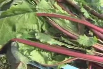 Japanology 34th : Tsukemono [1]