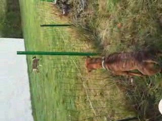 encor les chiots d alezia et leur maman