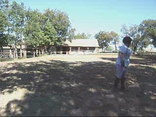 reglisse en ethologie ( suite)