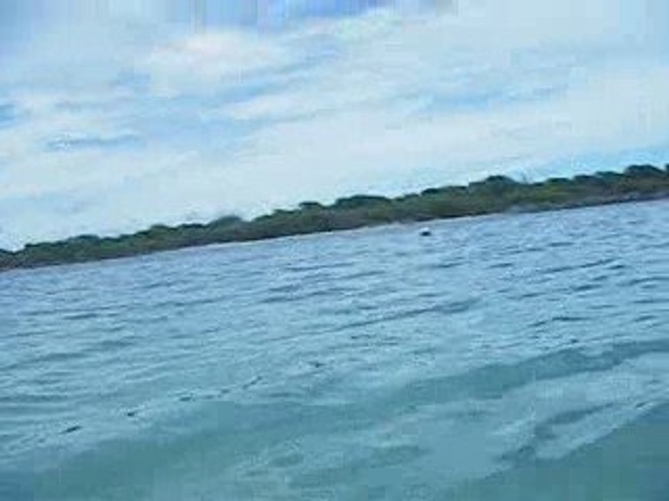 requins