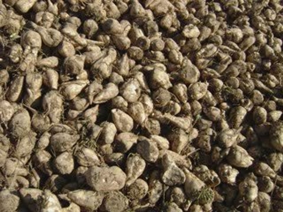 Chaussée Jules César