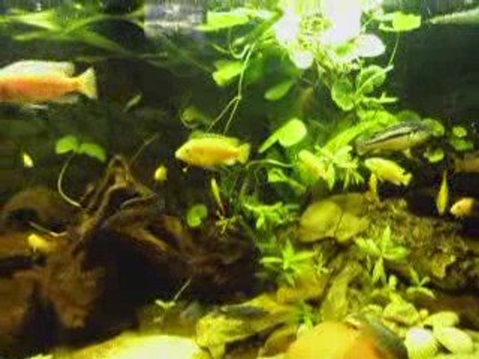 Aquarium Cichlidés Africains et Américains de Djah Olive
