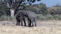 Sparring Elephants in Botswana, Africa