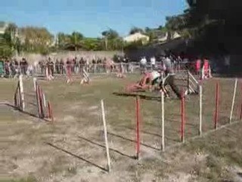 Brownie - Jumping Ollioules