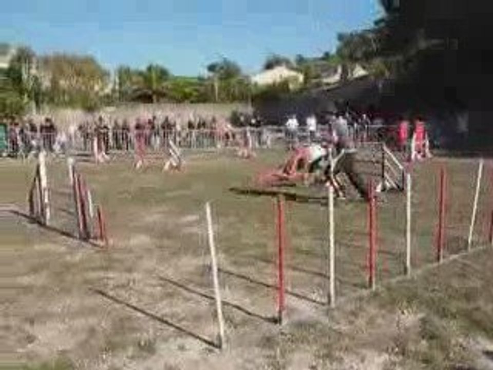 Brownie - Jumping Ollioules