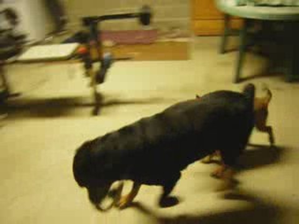 Pérone et Eragone jouent