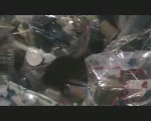 HygiaPure - Invasion de rats à la gare St Lazare