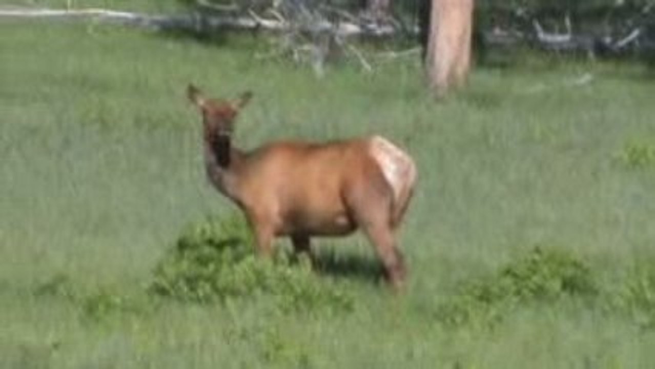 Voyage Yellowstone Jour j+5 (2)
