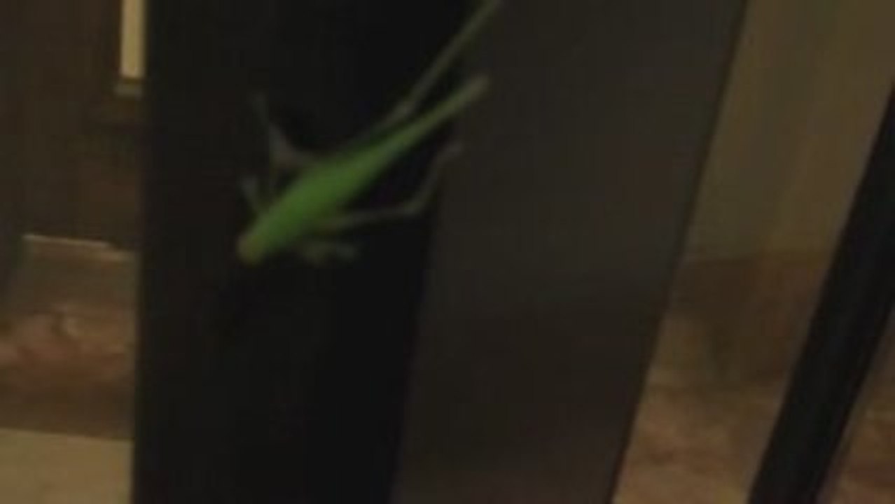 NYC Exotic Wildlife