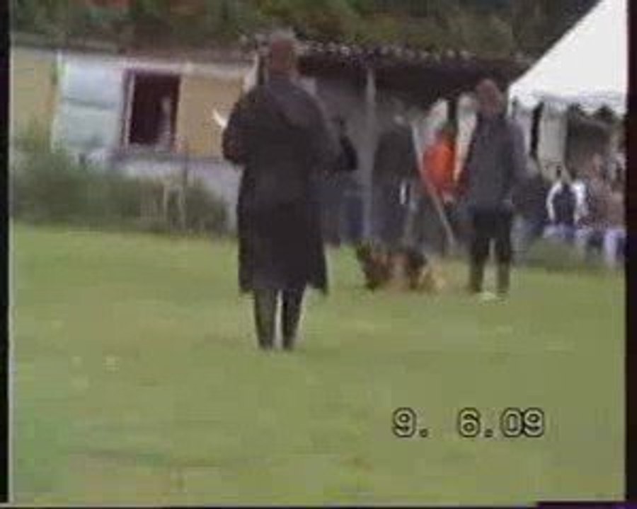 Berger allemand de la maison du prince en ring