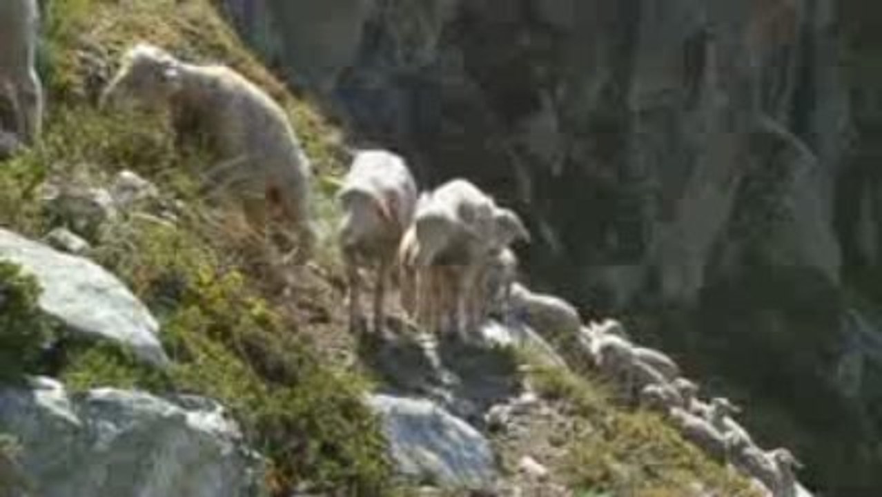 Joël et Didier, alpagiste de la vallée du Vénéon