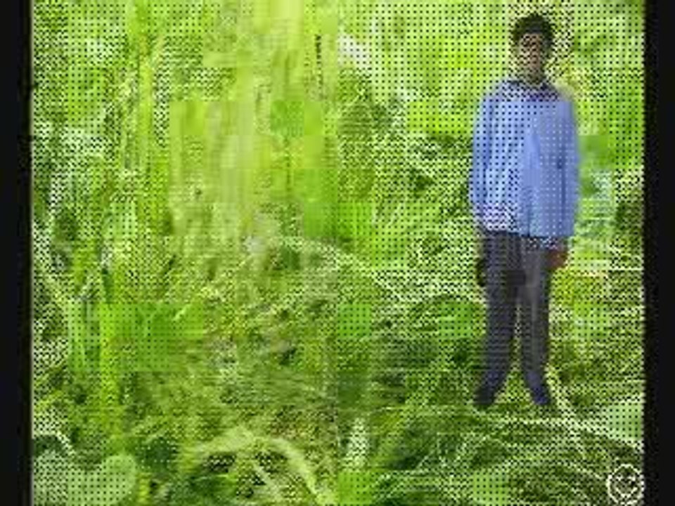 burewala qasim