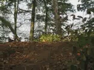 Renflo Mc Grasse Tail Whip