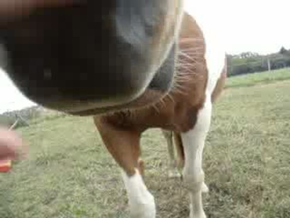 Liberty 5 mois de gestation